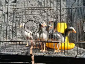 Ayam bangkok pakhoy