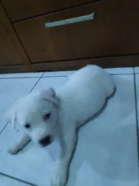 Betina Mix Doberman & Golden Retriever