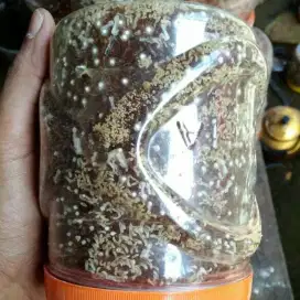 Bibit kroto super siap di ternak di rumah anda