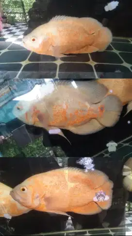 Ikan Oscar Albino Lutino, Ikan Oscar Albino Red dan Ikan Oscar Lemon