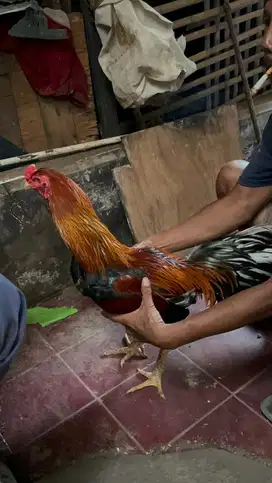 JUAL AYAM BANGKOK