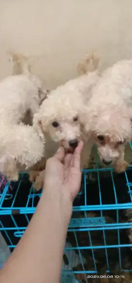 Bichon jantan 5 bulan