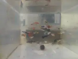 Ikan Guppy 1 pasang/pair campuran sehat