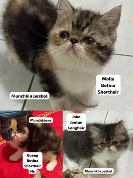 Kitten munchkin 2 bulan kucing pesbol shorthair longhair