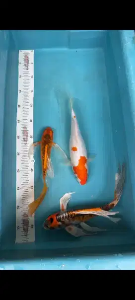 ikan koi paketan 3 ekor