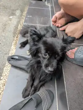 Anjing mix peking pintar kalem manja lincah