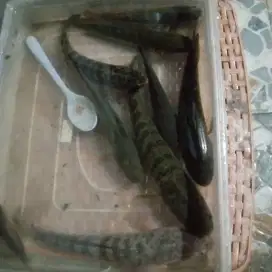 ikan gabus hidup alami 8 ekor 150rb