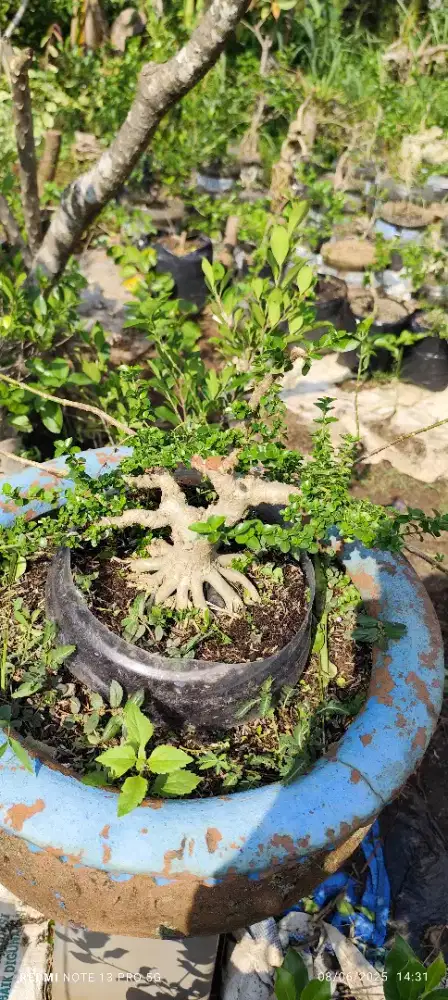 Bonsai Sancang Kontes The Max themex