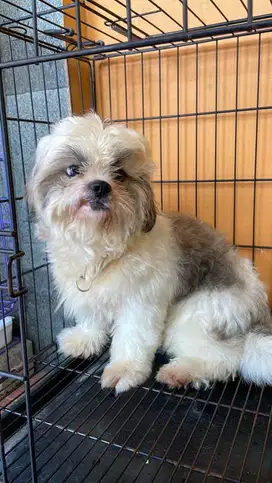 Anjing Shihtzu 7 bulan