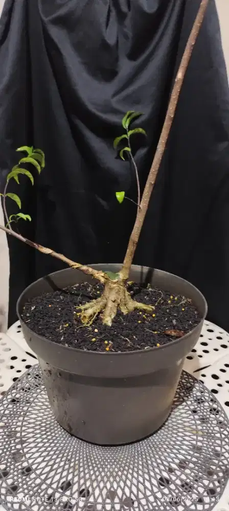 Bonsai Anting Putri Anput Prospek