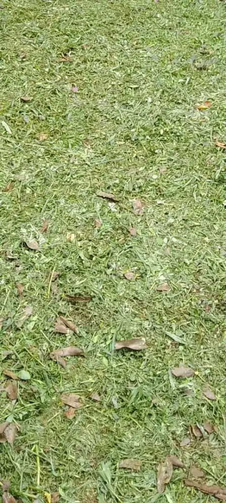 Jasa potong rumput taman dan kebun