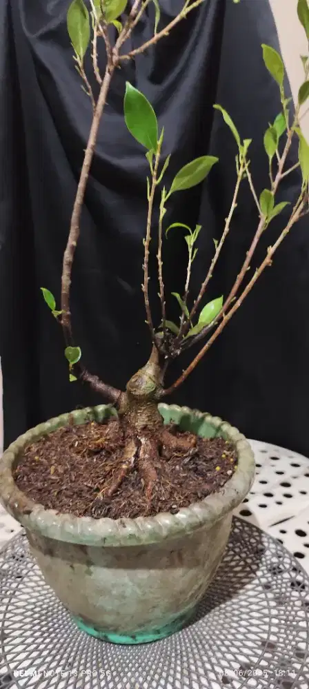 Bonsai Kimeng Beringin Prospek Karakter Proakar