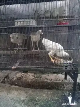 3 anak ayam kampung putih 150
