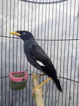 Jalak kebo mata putih