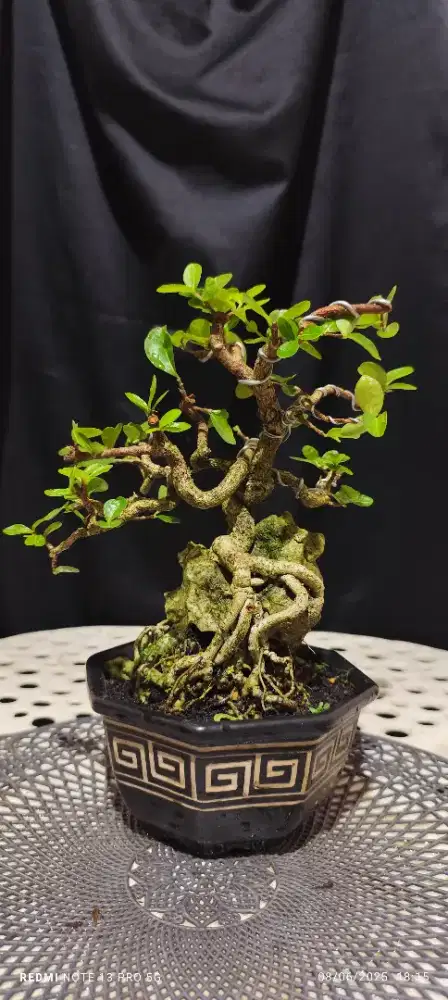 Bonsai Sianci Ishizuki Kengai (Cherry) OTR
