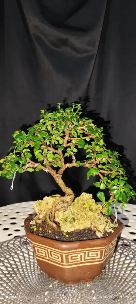 Bonsai Hokianti Hokiantea Sekijoju Moyogi OTR