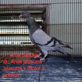Burung Merpati Dara Trah