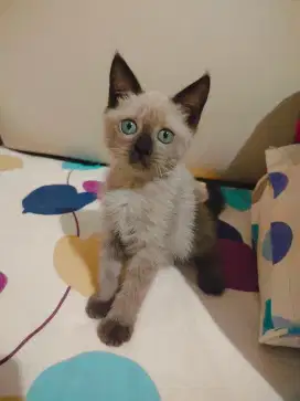 KUCING HIMALAYA CINAMON
