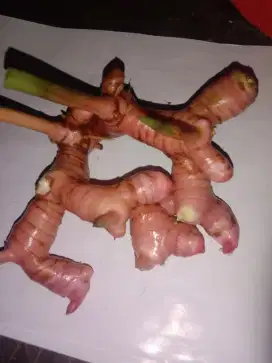 laja atau lengkuas