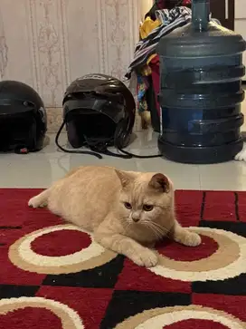 Kucing BSH Jantan