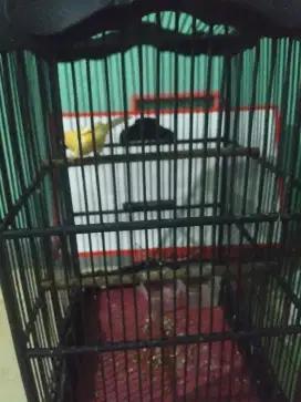 Burung kenari   bisa nego