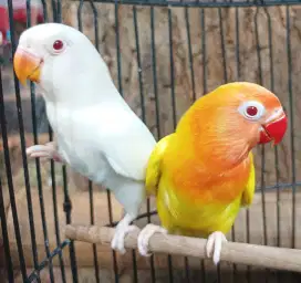 Burung Lovebird love bird Albino mm x Lutino mm paud sepasang