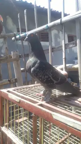 Merpati kolongan