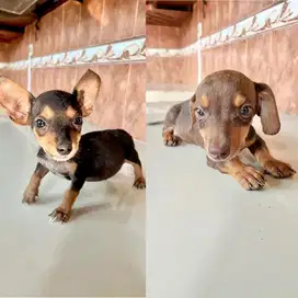 Tekel Daschund Puppy