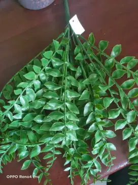 Jual pohon pakis tancap