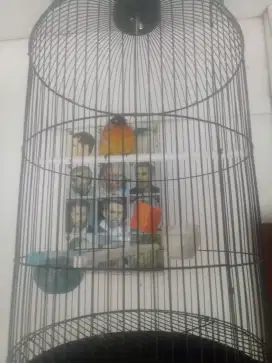 JUAL MURAH 1 BURUNG KUTILANG EMAS GACOR,LNGSNG NYAUT BS UTK PNCINGN