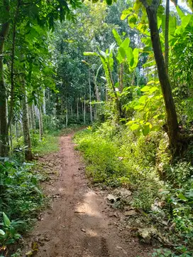 Di jual kebun durian Lokasi di kalisegoro Gunungpati UNNES 