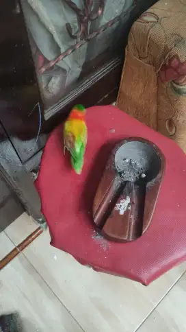 Lovebird albino mm
