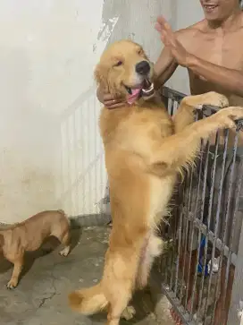 Golden Retriever Jantan Stambum Usia 3 Tahunan Big Bone , Big Head