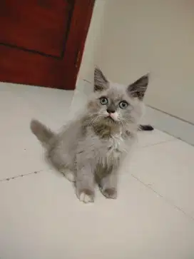 kucing cinnamon bicolor - scottish straight