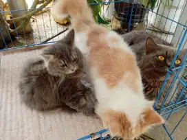 2 Kucing persia dan 1 kucing british short hair
