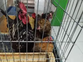 JUAL MURAH AYAM SERAMA INDUKAN IMPOR