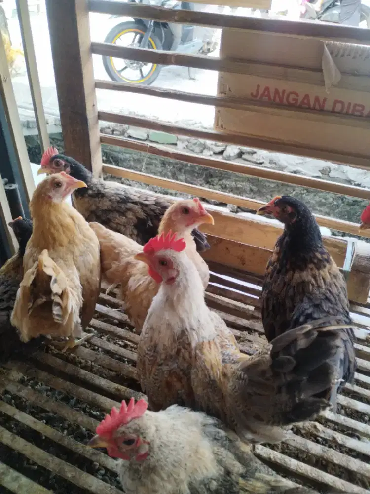 AYAM SERAMA USIA 3 BULAN