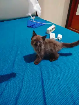 Kucing Himalaya Cinamon mix scottish straight