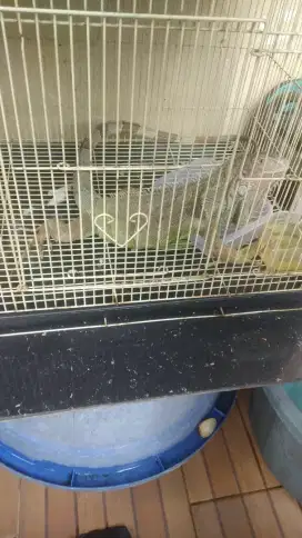 Iguana green dewasa