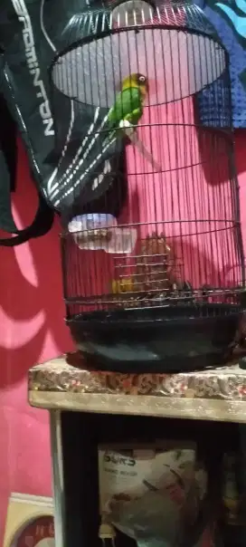 Lovebird durasi 1 menit up