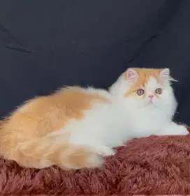 Kucing persia peaknose kitten