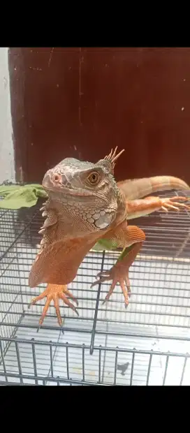 red iguana cakep