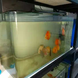 Aquarium bending kandila iglass 80 cm kaca 8 mm
