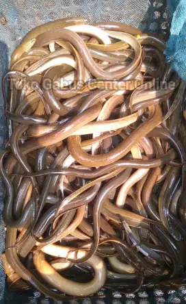 Kuliner sehat terbaik