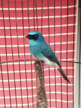 Burung sitrun/sikatanbiru