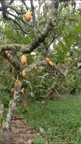 Kebun Cokelat di Selemadeg Tabanan Bali