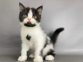 Kitten Persia Short Hair