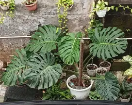 Monstera Deliciosa