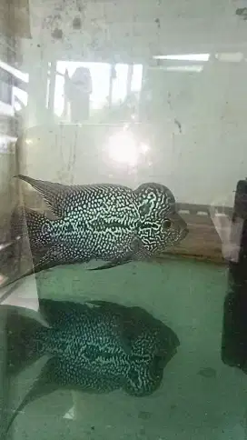 Louhan cencu full mutiara