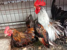 Jual ayam Kate Ceper sepasang